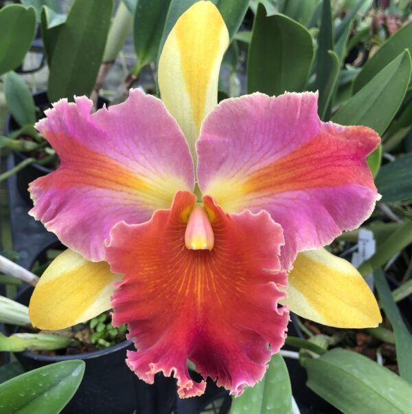 Rlc. Amazing Thailand