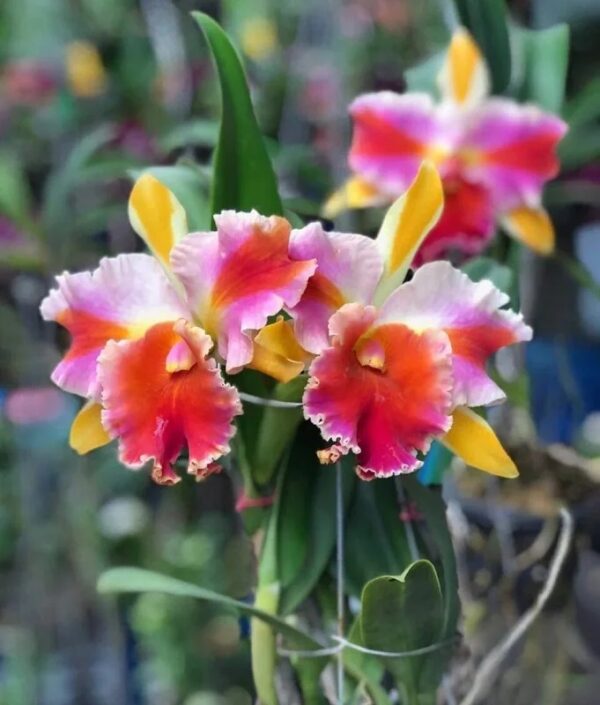 Rlc. Amazing Thailand