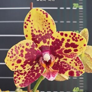 Phal. Haur Jin Princess Bambi