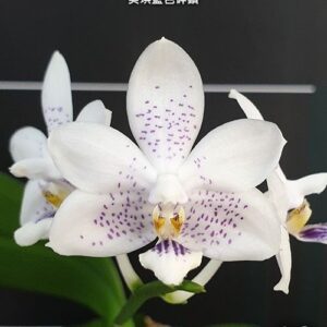 Phal. Miki Blue Angel C1 Blue Diamond