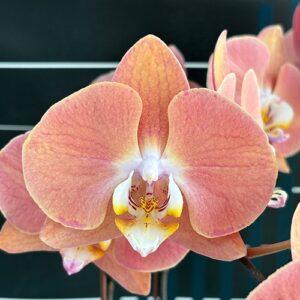 Phal. Harck Salmon