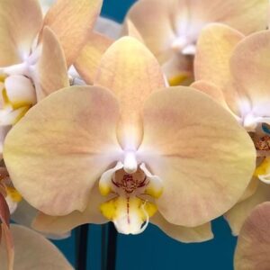 Phal. Harck Pearl
