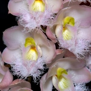 Clowesia Rebecca Northen Mikkabi