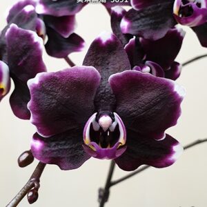 Phal. Miki Kuroshio 3091