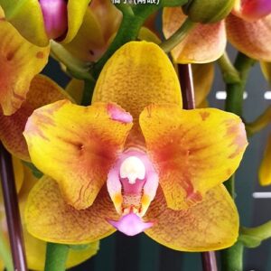 Phal. Lioulin Orange peloric - 2 eyes