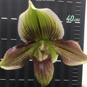 Paph. Maudie x Ezan Jolly Roger