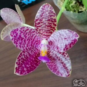 Phal. Mok Choi Yew Beast