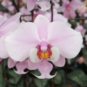 Phal. schilleriana MSH