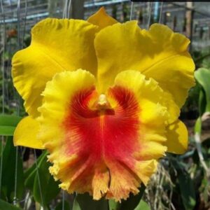 Rlc. NP Gold