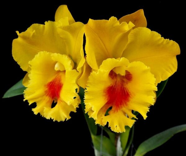 Rlc. NP Gold