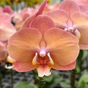 Phal. Charming Fortune × Fuller's O-Plus