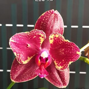 Phal. Miki Red Voodoo Ogoun
