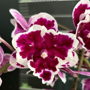 Phal. Miki Pink Panther peloric - 2 eyes