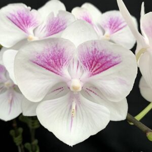 Phal. Charming Pretty Heart 1327