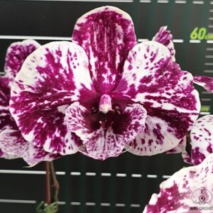 Phal. Lioulin Pretty Lip 04001 (Black)