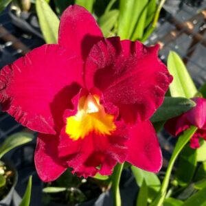 Ctt. Shinfong Red Mudan