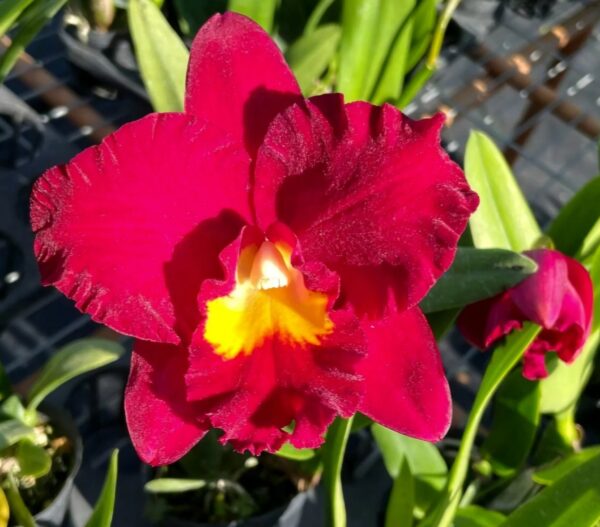 Ctt. Shinfong Red Mudan