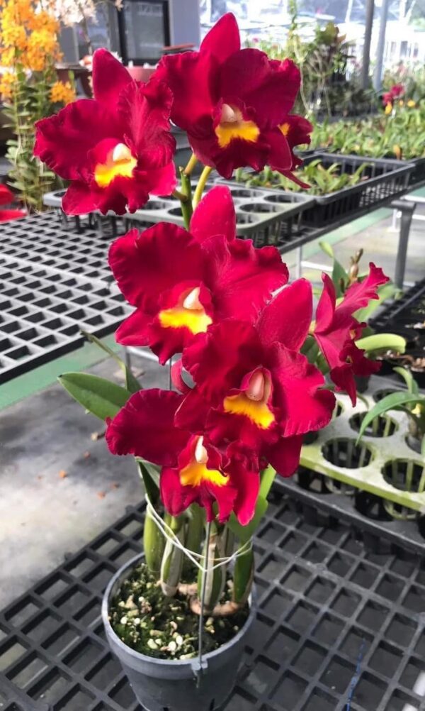 Ctt. Shinfong Red Mudan