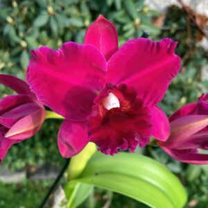 Rlc. Hsinying Scarlet Cherry