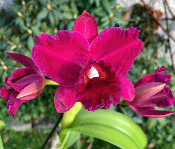 Rlc. Hsinying Scarlet Cherry
