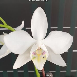 Phal. amabilis Tai Wu × sib