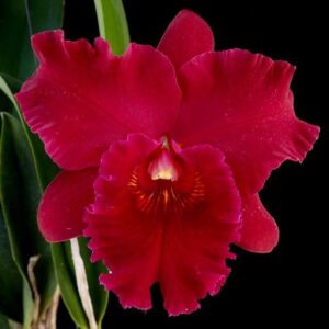 Rlc. Hey Song Tian-Mu