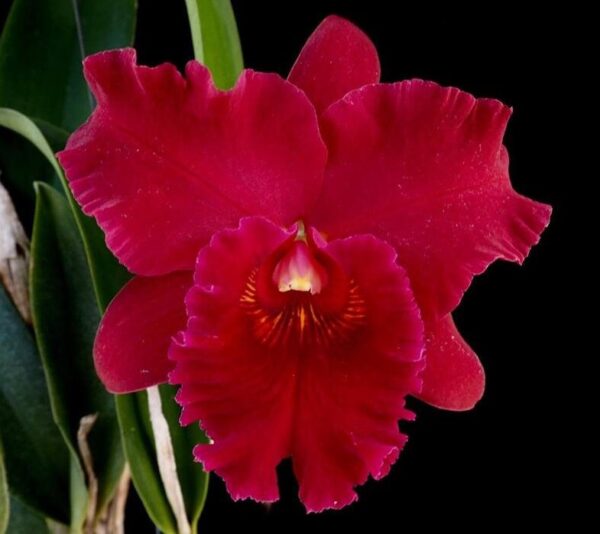 Rlc. Hey Song Tian-Mu