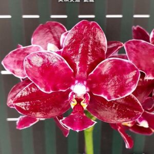 Phal. Miki Venus Angdi Gorgeous