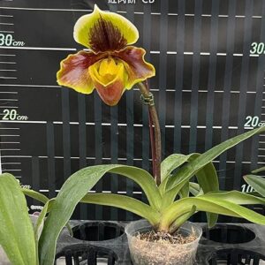 Paph. Williams x Yu-Ying Twinkle Stars
