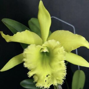 Rlc. Fringe Benefits Green Angel