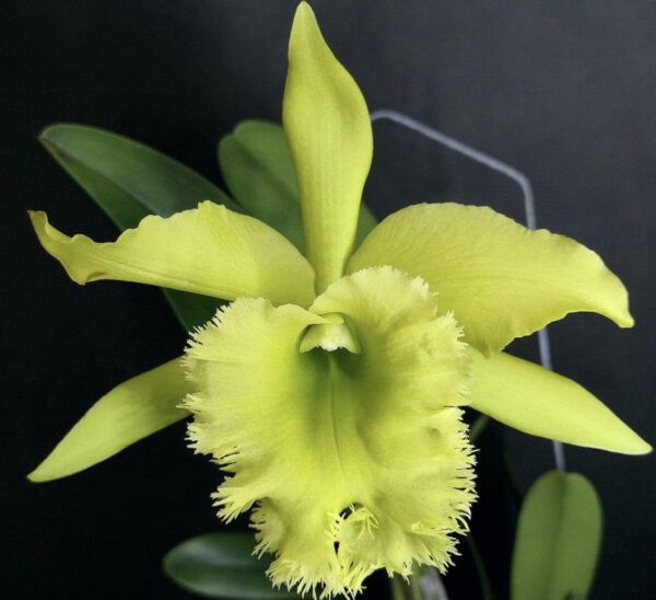 Rlc. Fringe Benefits Green Angel