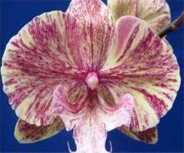 Phal. 0755