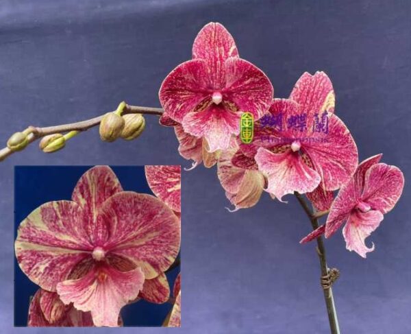 Phal. 0757