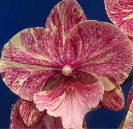 Phal. 0757