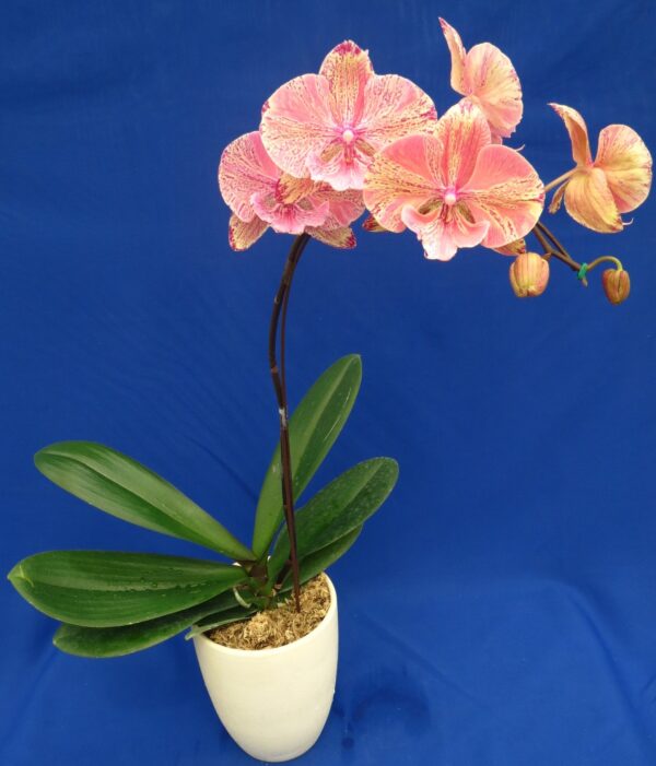 Phal. 0781