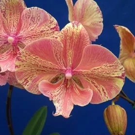 Phal. 0781