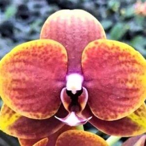 Phal. PF 6921