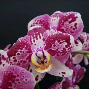 Phal. Fantastic World