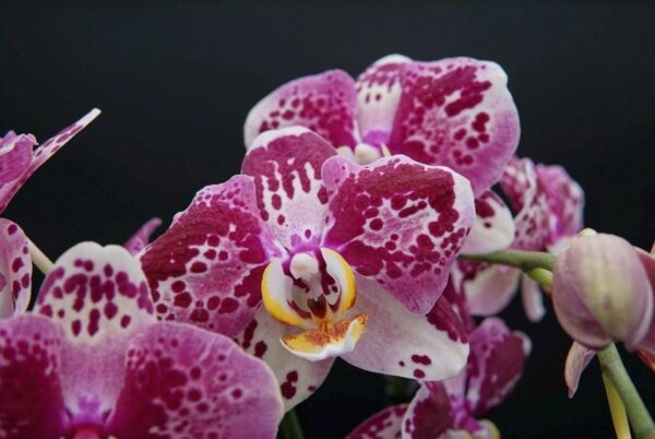 Phal. Fantastic World