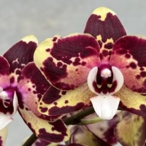 Phal. Itou
