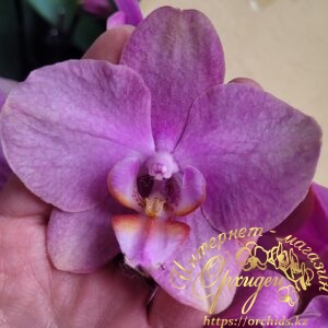 Phal. Rosseta