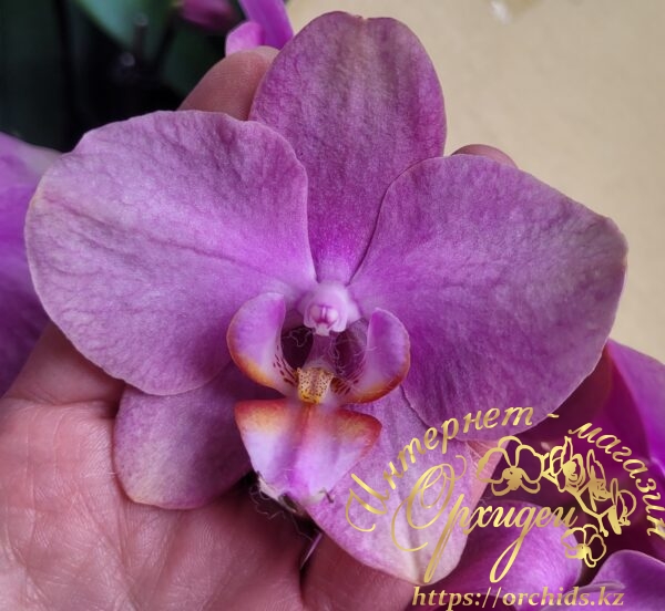 Phal. Rosseta