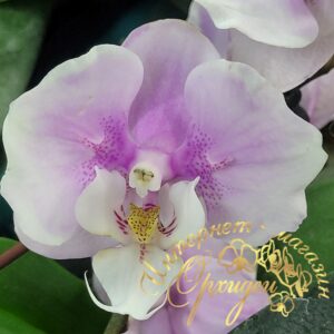 Phal. Maranion