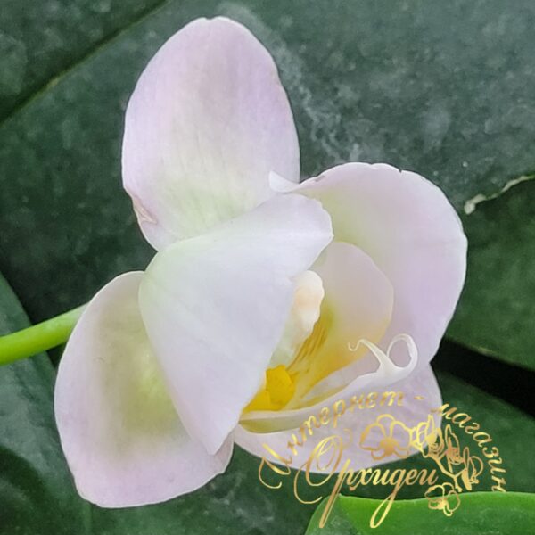 Phal. Burgundy