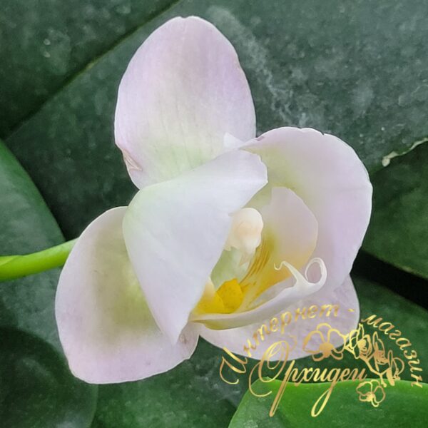 Phal. Burgundy