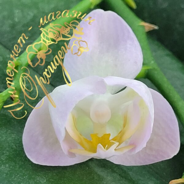 Phal. Burgundy