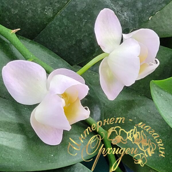 Phal. Burgundy