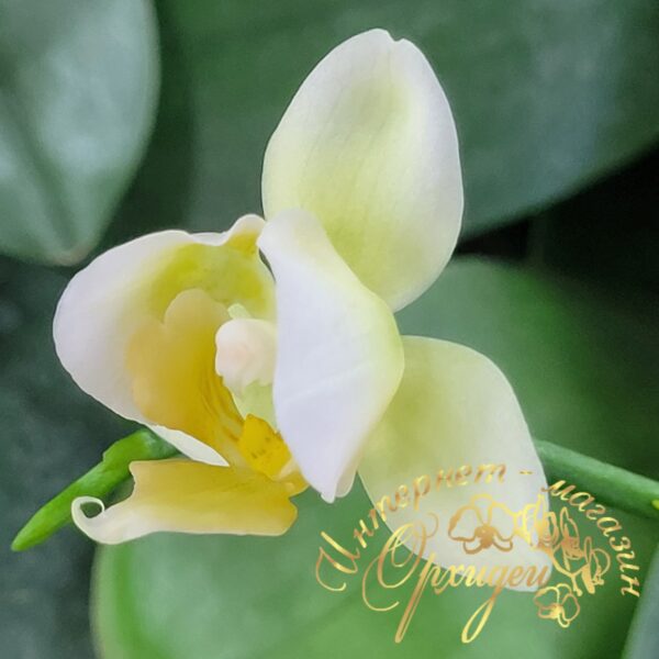 Phal. Burgundy