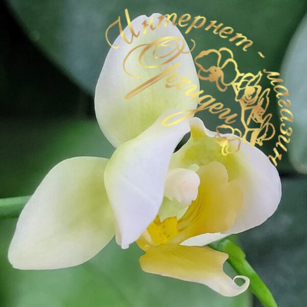 Phal. Burgundy