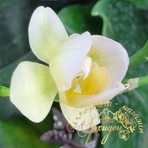 Phal. Burgundy